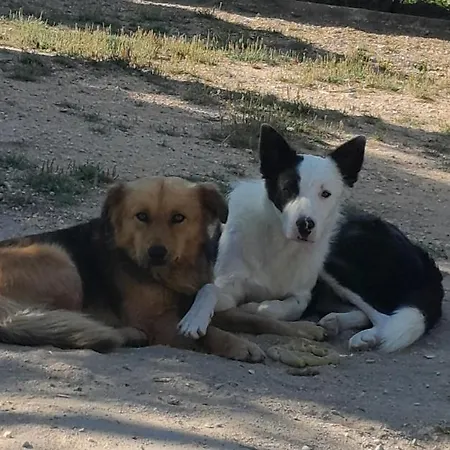 Kır Evi Pateo Laranjeiras Tomar