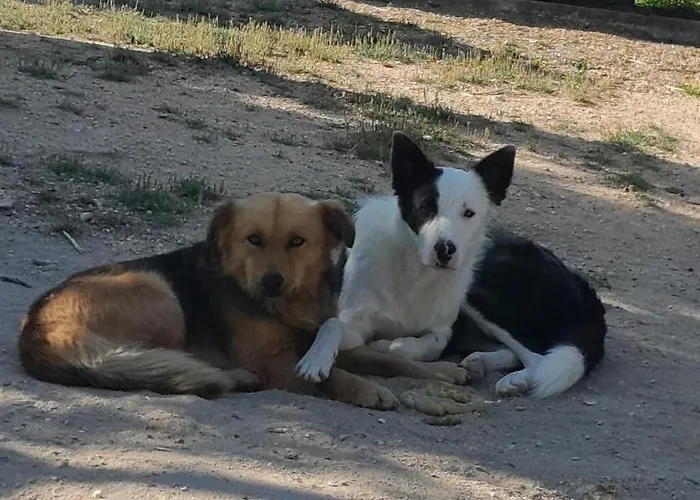 Летний дом Pateo Laranjeiras Томар